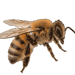 bee
